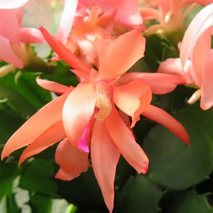 1 Thanksgiving Christmas Cactus Plants Live in 4" Pot, Houseplant Holiday Cactus, Vibrant Single Color Blooms Indoor Outdoor, Zygocactus Like, Winter Hardy (Orange)