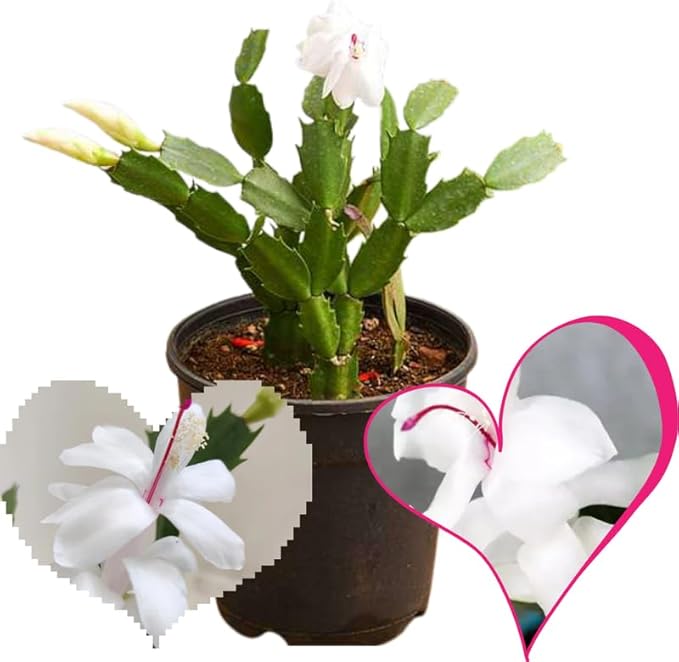 True Thanksgiving Cactus Plant Live in 4" Pot, Ready to Bloom, Holiday Christmas Cactus Plants Live, White Blooms