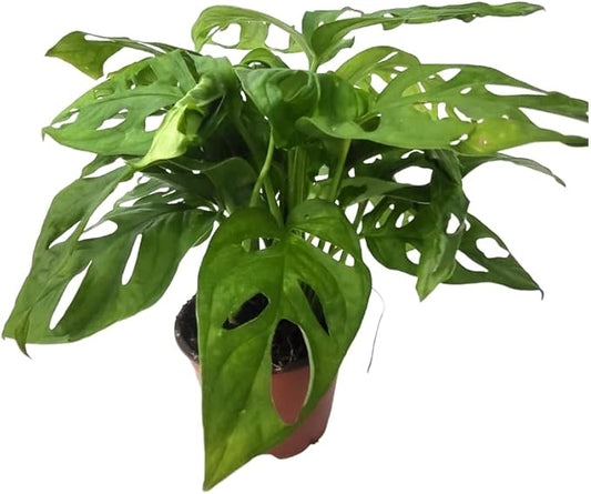 CoollectivePlants Monstera Swiss Cheese – Live Monstera Plant in 4″ Grower’s Pot, Easy Care Indoor House Plants Live and Low Maintenance Indoor Plant