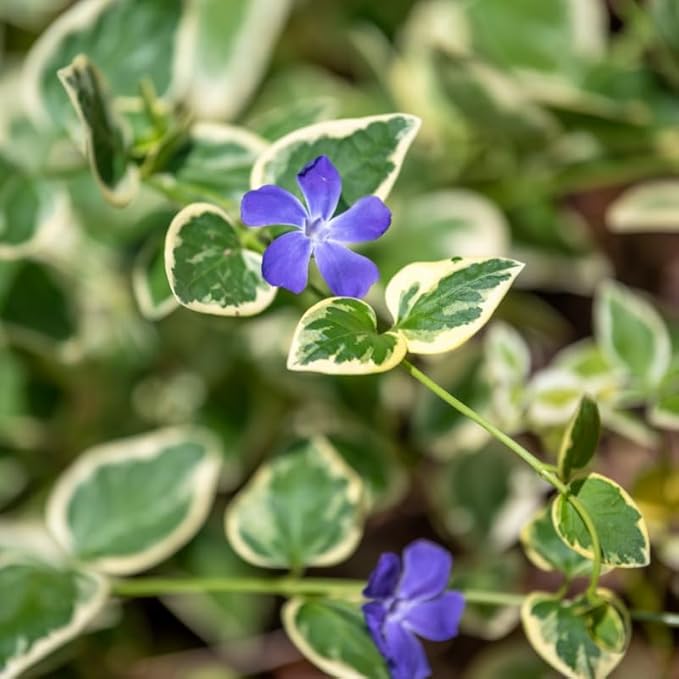12 Variegated Vinca Plants, Vinca Minor Ground Cover Plant, Blue Flowers Periwinkle Plants, Perennial Vine Bare Roots