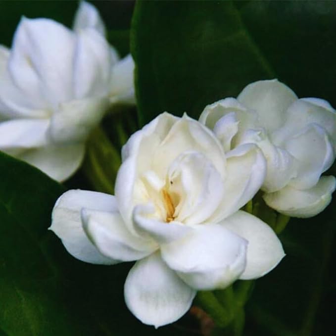 3 Jasmine Plants Live, 5 to 8 Inches Tall, Sambac Arabian Jasmine Vine Plant for Gardening and Outdoor Patio