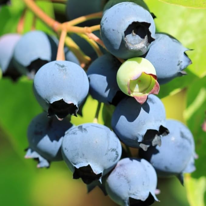 Sharpblue Blueberry Plant Live for Planting, 4-8 Inch Tall Starter Plant, Hardy Blueberry Bush for Garden or Patio