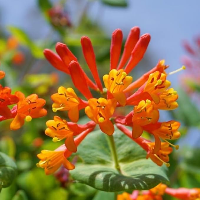 Dropmore Scarlet Climbing Honeysuckle Plant Live, Fragrant Honeysuckle Plants Vine Bushes in 2.5 Inch Pot