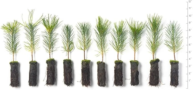 Ponderosa Pine Live Tree Plug Seedlings | 6"-12" | Arbor Day Foundation - (Due to Agricultural Laws, Unavailable to AZ, CA, ID, ME, MT or UT) (10-Pack)