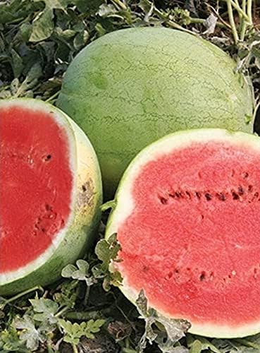 Seeds Watermelon Snow White Giant Heirloom Vegetable for Planting Non GMO