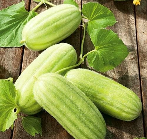 Seeds Vegetable Cucamelon (Cross Cucumber and Melon) Vine - 20 Seeds
