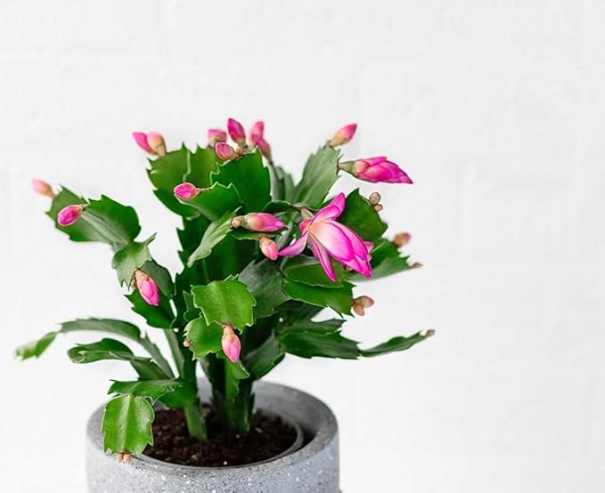 American Plant Exchange Live Christmas Cactus 4-Pack – 4-Inch Pot Cover – Easy Care Flowering Succulents with Festive Blooms for Holiday Home Décor, Kitchens, Offices & Indoor Winter Displays
