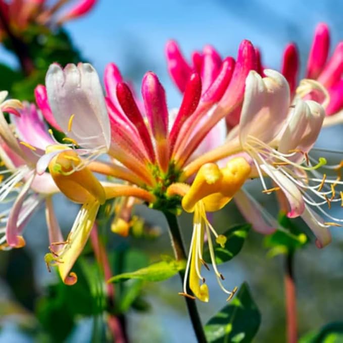 Honeysuckle Plant Live for Planting, Lonicera Honeysuckle Vine, Very Hardy, in 2.5 Inc Pot, Fragrant Pink Yellow Bloom