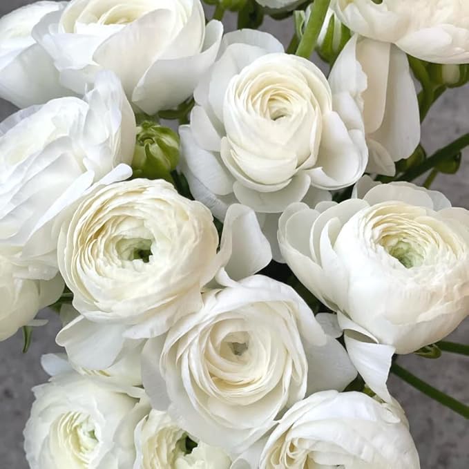 Ranunculus Bulbs for Planting, 25 White Ranunculus Bulbs for Fall Planting, French Peony Ranunculus Corms Bulk Ranunculus Flowers Buttercups, Butterfly Ranunculus Bulbs to Grow