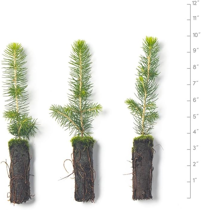 Norway Spruce Tree Seedling Plugs | 6"-12" | Arbor Day Foundation (3-Pack)