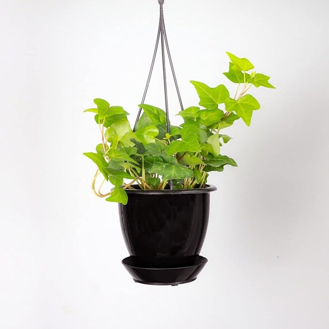 Thorsen's Greenhouse Green English Ivy Plant, Hedera Helix, Trailing Plant, Live Indoor Plant, 4" Diameter Pot, Black Hanging Pot