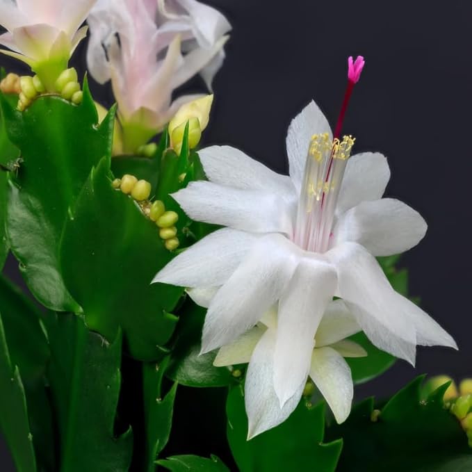 White Christmas Cactus Plants Live in 4 Inch Pot, Vibrant Christmas Cactus Blooms, Perennial Holiday Cactus Plant Flower Succulent Houseplant