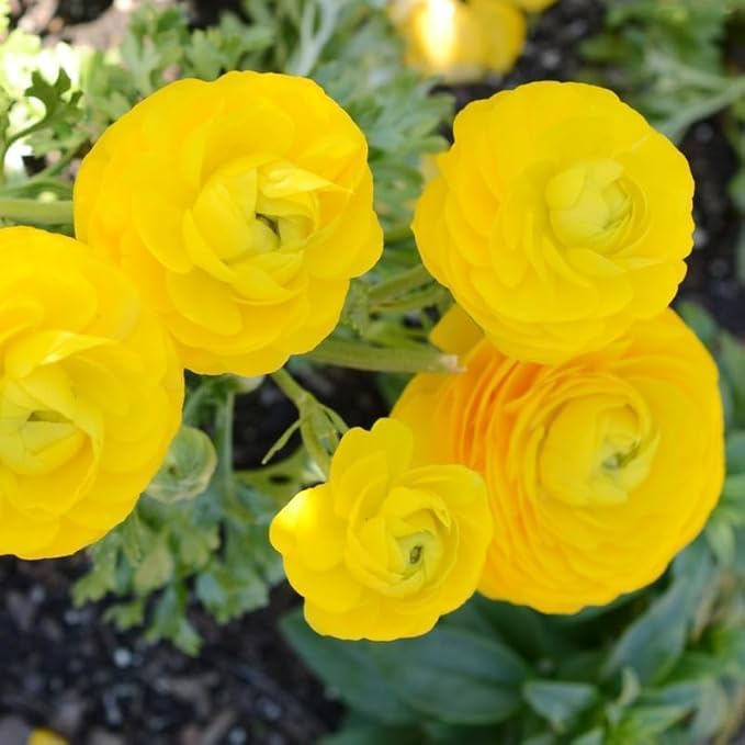 25 Ranunculus Bulbs for Fall Planting, Perennial Flowers Bulbs for Gardens, Vibrant Peony Buttercup Corms for Outdoor Borders (Yellow Ranunculus)