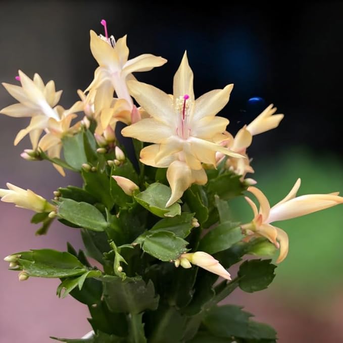 2 Yellow Christmas Cactus Plants, Thanksgiving Cactus 3-6 Inch Tall, Winter Succulents Flowers Container Hanging Basket Indoor Outdoor Planting