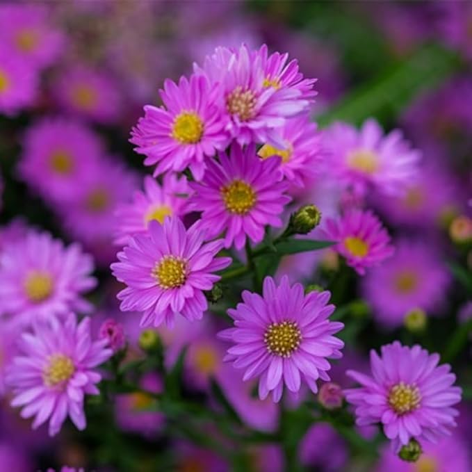 Pink Asters Live Plant, Perennial Aster Plants, Aster Bush Plant, 4-6 Inch Tall Asters Bush Starter Plants, Without Pot