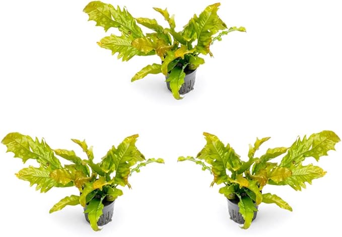 SubstrateSource Java Fern Live Aquarium Plants - Potted Freshwater Plant for Fish Tanks - Beginner Friendly, Low Light (Sunrise, 3 Pots)