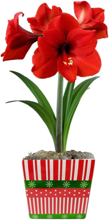 Easy to Grow Amaryllis Ferrari Red - 1 Planted Flower Bulb in a Ceramic Holiday Square Gift, Blooms Indoors for Holidays in 4 to 8 Weeks