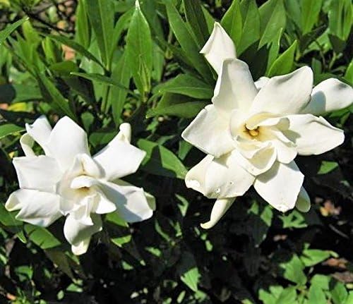 Frost Proof Gardenia - Live Plant - (1 QT)