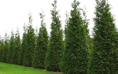 Two Pack of Green Giant Arborvitae Trees - Fast Growing Evergreen - 2 Live Plants Shipped 1 to 2 Feet Tall by DAS Farms (No California)