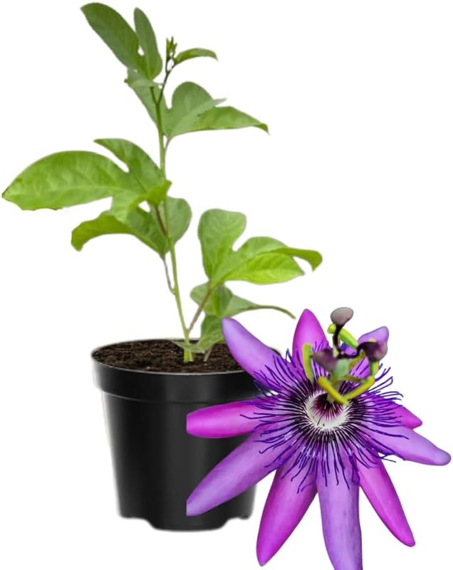 Passion Flower Plant Live, 5 to 8 Inch Tall Passiflora Vine, Fragrant Climbing Plant for Garden or Trellis, No Pot, Well-Rooted (Lavender Passion Flower)