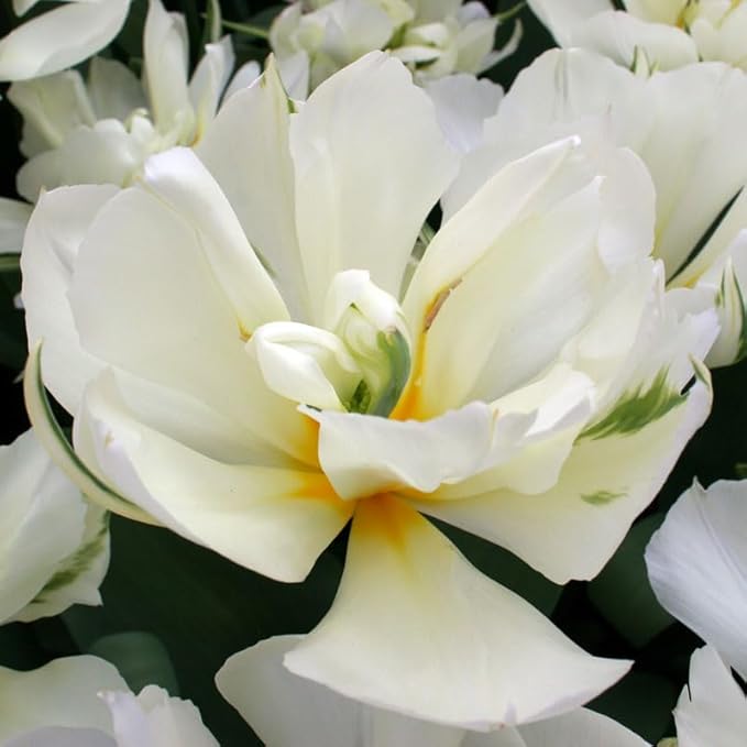 Exotic Emperor Tulip Flower Bulbs - 10 Bulbs per Pack - Deer Resistant - Good as Cut Flowers - Grows Well in Containers - Perennializing