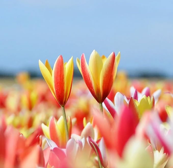 Mix Triumph Tulips 10 Bulbs for Fall Planting Colorful Flower Tulipa Darwin Hybrid Changing Colors Mixture Size 12+ 4 Varieties to Choose (Lily Flowering Mixture, 10, Mix Color)