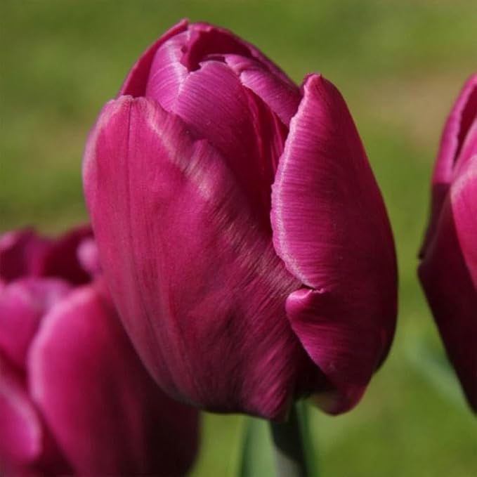 Purple Prince Tulip Bulbs – 50 Bulbs Easy Grow Perennial Tulips | Vibrant Early Spring Blooms | Fall Planting | Excellent for Cutting & Garden Borders