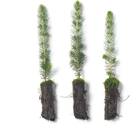 Black Hills Spruce Live Tree Plug Seedlings | 6"-12" | Arbor Day Foundation (3-Pack)