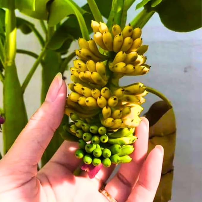 Truly Tiny Banana Plant Live for Planting, Banana Trees Live Plants for Outdoor Indoor Planting, Cold Hardy, 4-7" in Tall, No Pot, Musa Plant