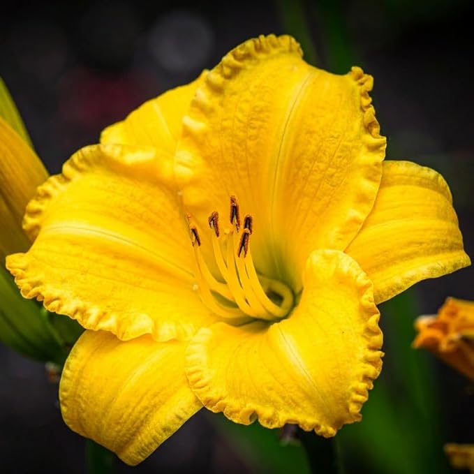 3 Yellow Daylily Bulbs for Planting, Reblooming Daylilies Roots, Hardy Perennial Flowers Bulbs, Gardens and Borders Planting