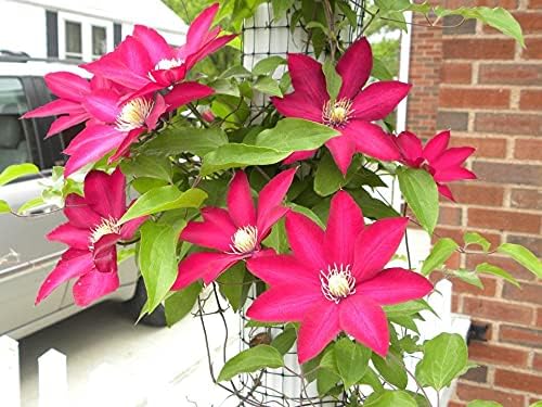 Clematis Cardinal Wyszynski Vine - Live Plant in a 4 Inch Growers Pot - Clematis 'Cardinal Wyszynski' - Starter Plants Ready for The Garden - Bold and Beautiful Crimson Flowering Vine