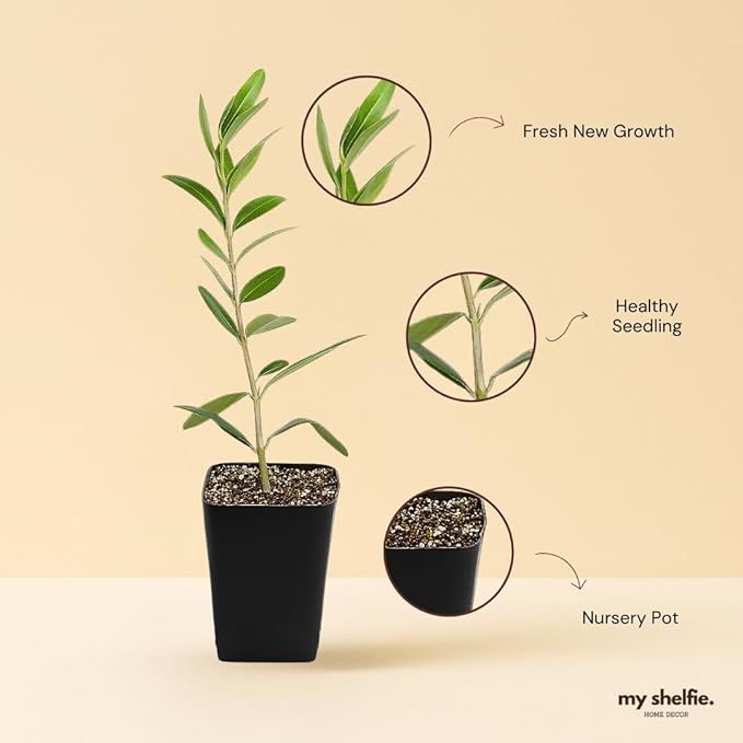 MYSHELFIE Dwarf Olive Tree Starter Plant, 2 Inch Pot, Indoor Outdoor Bonsai (1)