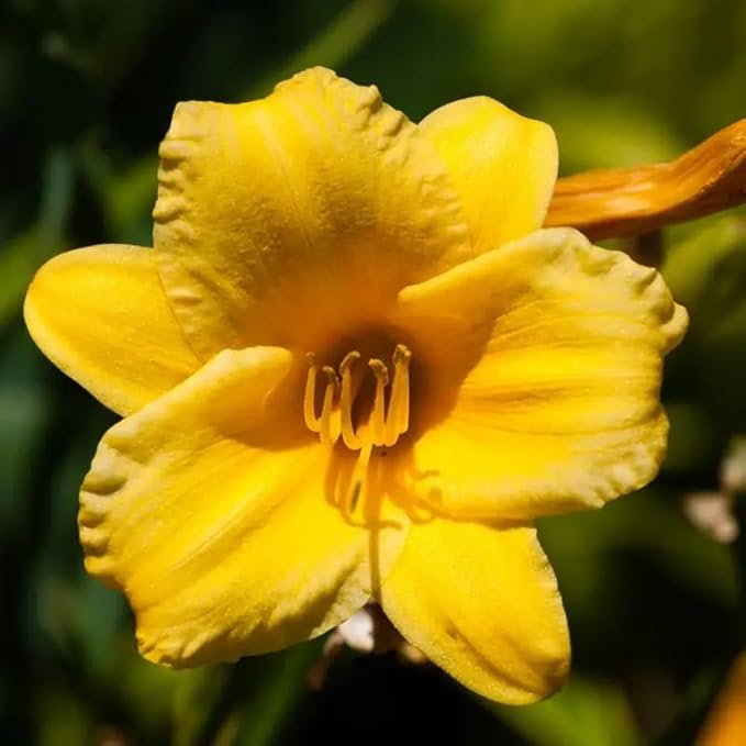 3 Yellow Daylily Bulbs for Planting, Reblooming Daylilies Roots, Hardy Perennial Flowers Bulbs, Gardens and Borders Planting