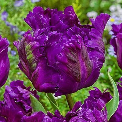Purple Parrot Tulip Bulbs for Planting - Easy to Grow Perennial Tulips (20 Bulbs)