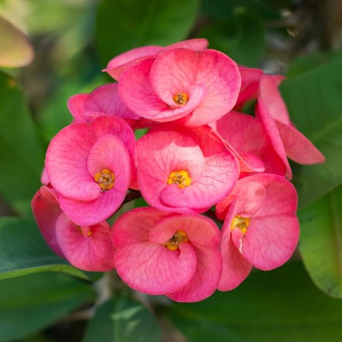 Pink Crown of Thorns Plant Live in Pot, Euphorbia Milii Live Plants Very Hardy Houseplant Home Decoration, Year Round Blooming
