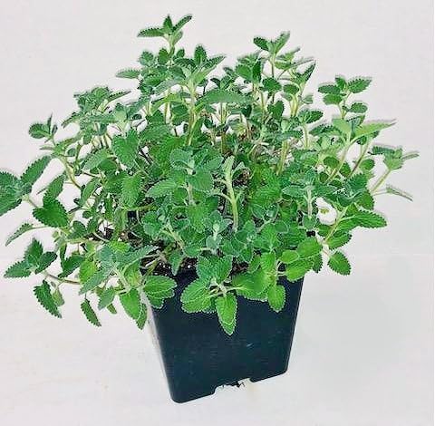 Greenwood Nursery: Live Perennial Plants - 'Walkers Low' Catmint + Nepeta × Faassenii - [Qty: 2X Pint Pots] - (Click for Other Available Plants/Quantities)