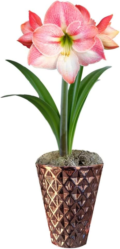 Easy to Grow Amaryllis 'Apple Blossom' Pre-Planted Bulb Indoor Gift Kit in a Rose Gold Vase - Pink & White Flowering Blooms in 4 to 8 Weeks