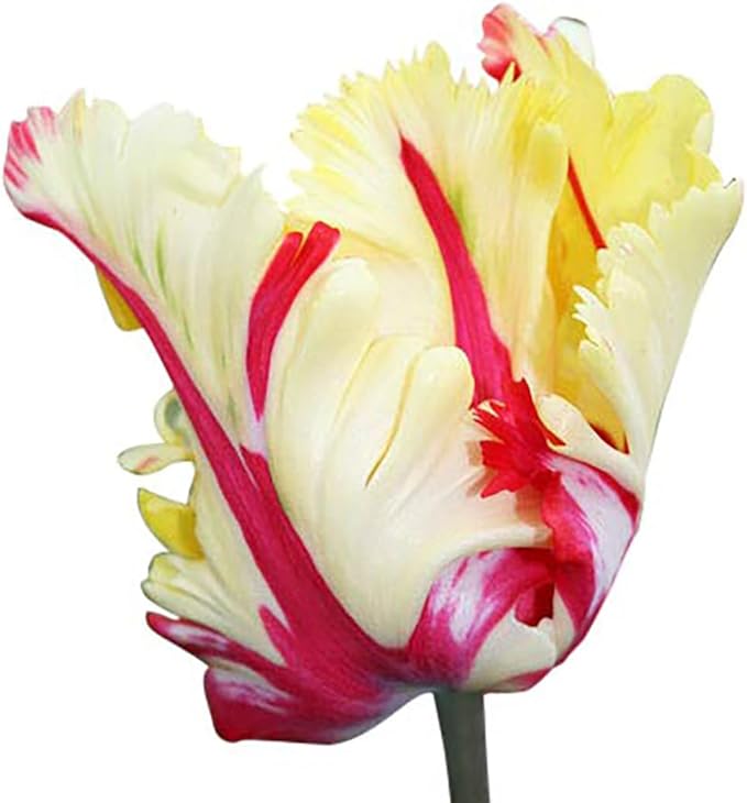 Texas Flame - Parrot Tulip Bulbs - 5 Red and Yellow Tulip Bulbs