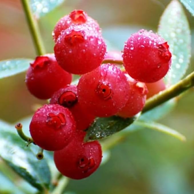 Pink Lemonade Blueberry Plant Live for Planting, 4-8 Inch Tall Starter Plant, Hardy Blueberry Bush for Garden or Patio