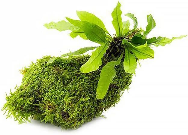 SubstrateSource Live Aquarium Plants on Driftwood, Lava Rock, Moss, Fiber Mat - Freshwater Fish Tanks - Easy, Beginner Friendly (Java Fern with Moss, Driftwood (Medium))