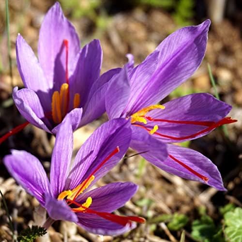 Saffron Crocus Bulbs - Long Lasting, Enhance Garden with Exquisite Flavor | Harvest Spice at Home - Low Maintenance & Easy to Grow - Autumn Bloomers (100 Pack)