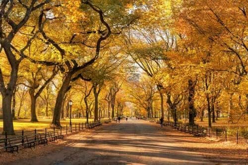 5 American Elm Trees - 12-18" Tall Live Plants - Fast Growing Shade Tree Seedlings - Ulmus Americana - (5 Pack)