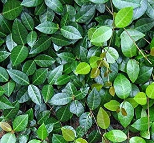 (3) - Asian Jasmine Vine - Starter Plants (4in) - (Pack of 3)