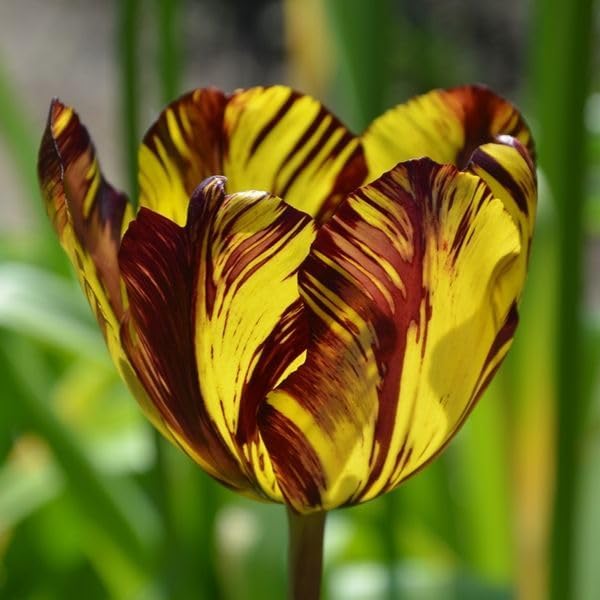 20 Tulip Bulbs for Fall Planting, Top Size Tulips Bulbs Perennial Flowers, Vibrant Spring Blooms, Easy Fall Planting (Mix Rare Tulip)
