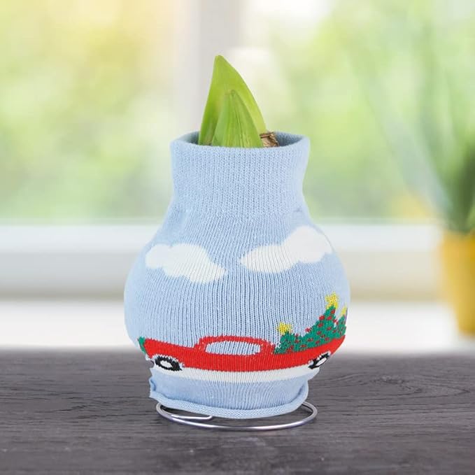 Holiday Road Sweater Amaryllis Flower Bulb with Stand, No Water Needed, Gift Ready