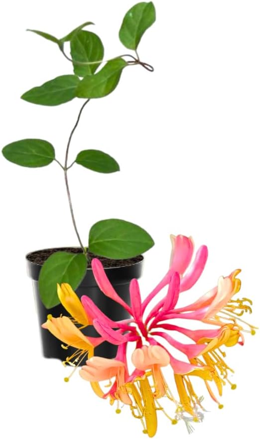 Honeysuckle Plant Live for Planting, Lonicera Honeysuckle Vine, Very Hardy, in 2.5 Inc Pot, Fragrant Pink Yellow Bloom