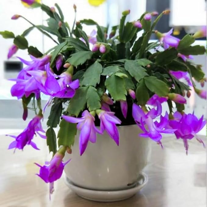 Set 2 Christmas Cactus Plants Live, Hanging Baskets Houseplants, Holiday Cactus Indoor Plants Live Well-Rooted 4-9" Tall, No Pot (Mixed)