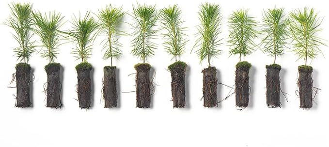 White Pine Live Tree Seedlings Plug | 6"-12" | Arbor Day Foundation - (Due to Agricultural Laws, Unavailable to AZ, CA, ID, ME, MT, OR or UT) (10-Pack)