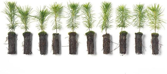 White Pine Live Tree Seedlings Plug | 6"-12" | Arbor Day Foundation - (Due to Agricultural Laws, Unavailable to AZ, CA, ID, ME, MT, OR or UT) (10-Pack)