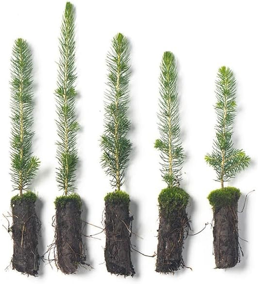 Black Hills Spruce Live Tree Plug Seedlings | 6"-12" | Arbor Day Foundation (5-Pack)